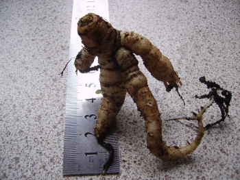 Mandragora autumnalis, human-like root